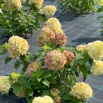 Hortenzia metlinatá (Hydrangea paniculata) ´MAGICAL SWEET SUMMER®´ - výška 30-50 cm, kont. C3L